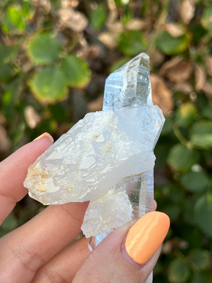 Colombian Lemurian DT