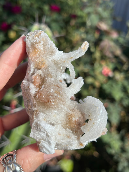 Rams Horn Selenite