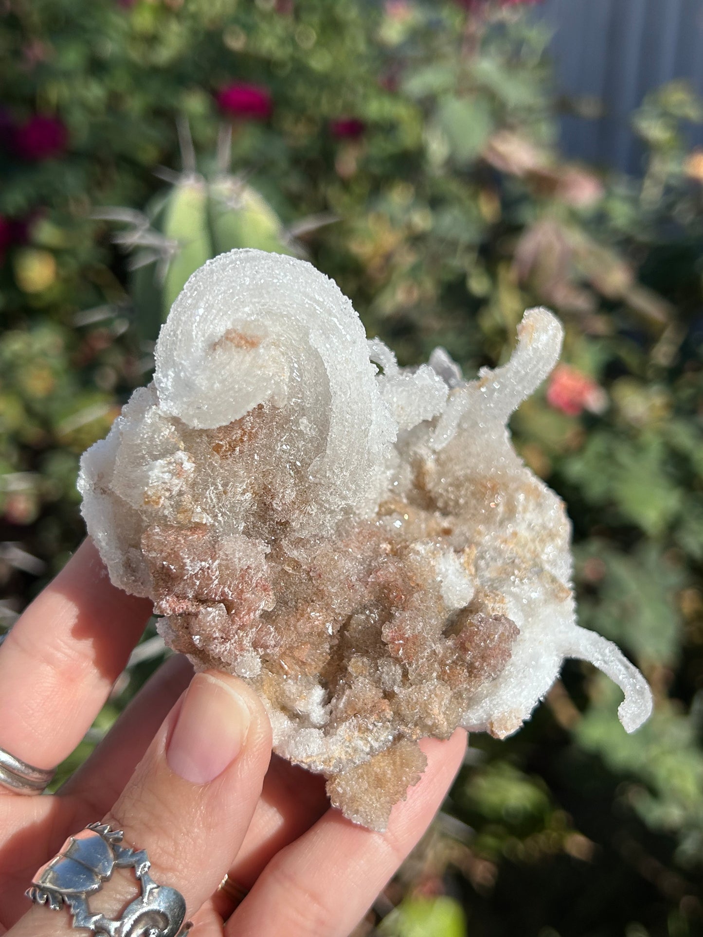 Rams Horn Selenite